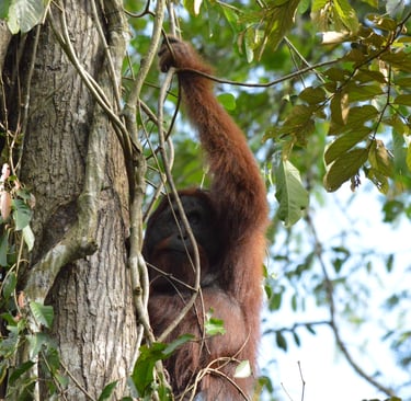 an adult male orang utan at Danum Valley