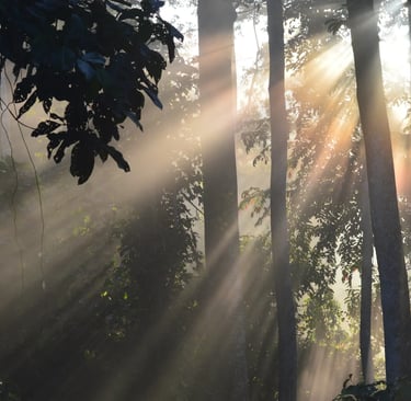 Sunrise at Danum valley