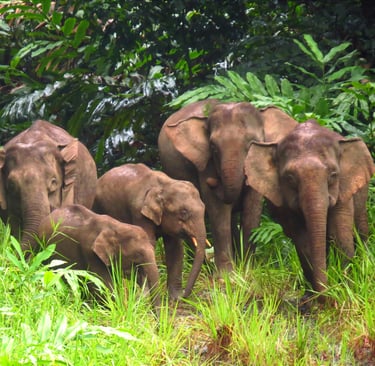 a herd of elephants standing in the grass