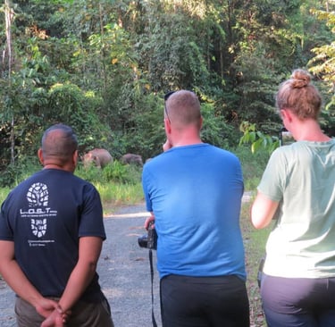 three people standing on a old logging road in the jungle observing pygmy elephant