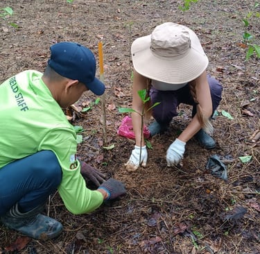 Volunteer planting fruit tree at Kinabatangan
