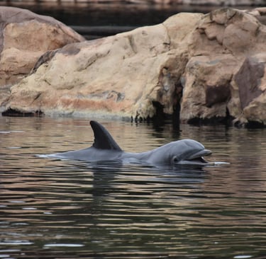 dolphins at discovery cove