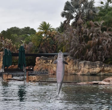 dolphins in discovery cove florida