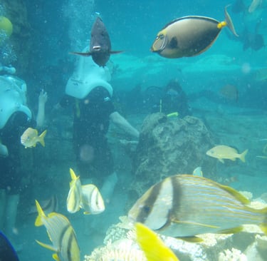 sea venture discovery cove