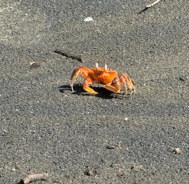 crab costa rica