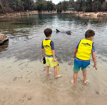 dolphin pool discovery cove