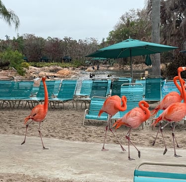 flamingo walk discovery cove