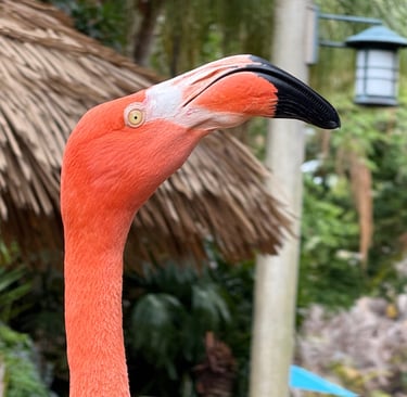 animals discovery cove