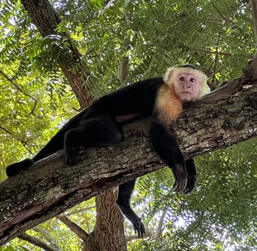monkey costa rica