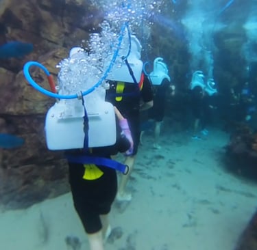 seaVenture discovery cove
