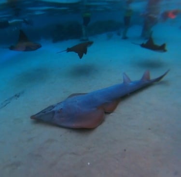 snorkelling discovery cove