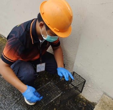 A pest control worker in a hard hat sets a metal rat trap cage outdoors.