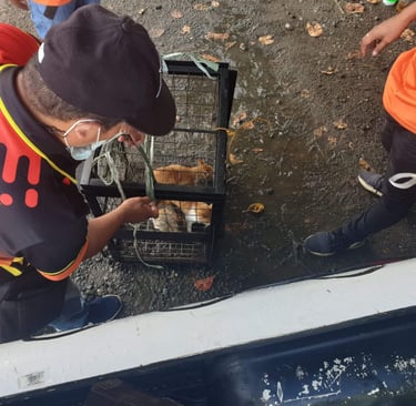 Animal control worker in a face mask securing a metal cage with cats for safe transport.
