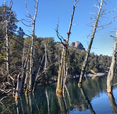 Bosque Sumergido Villa Traful