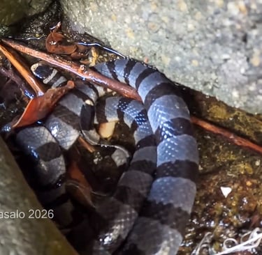 Walo-walo the most venomous sea snake