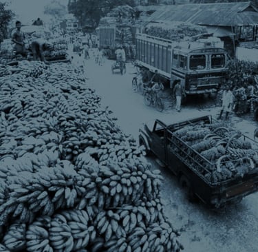 GMM Fruits Indian Bananas