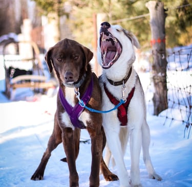 sled dog howling