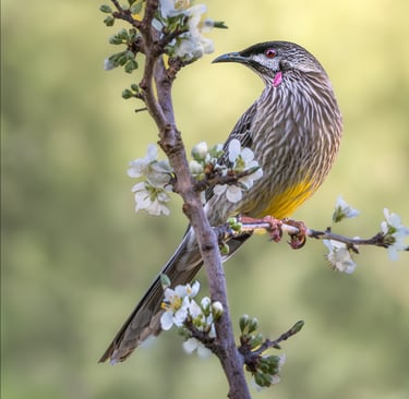 Red Wattlebird