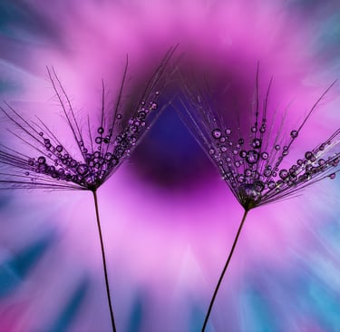 Dandelion and Pink Spider