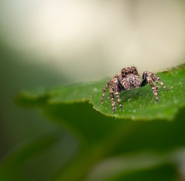 Jumping Spider