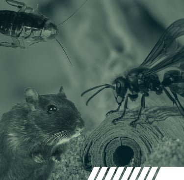 Eradication nuisibles