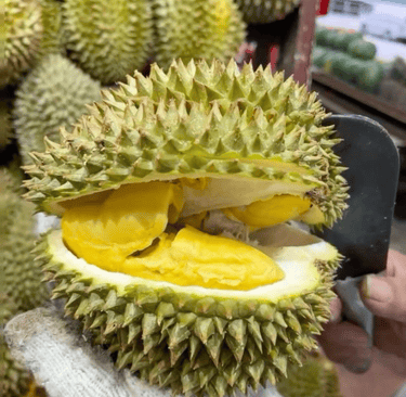 Freshly opened Montong durian fruit showing creamy yellow pulp inside a spiky shell.