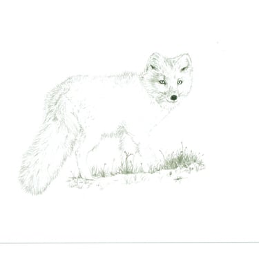 arctic fox 6''X9''