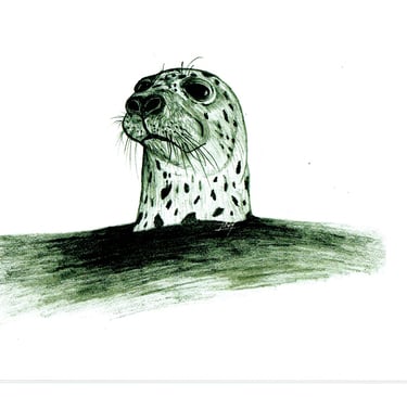 harp seal 6''X9''