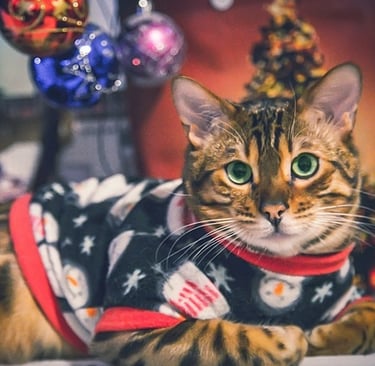 Un gato bengalí atigrado marrón con un jersey navideño con estampado de muñeco de nieve navidad