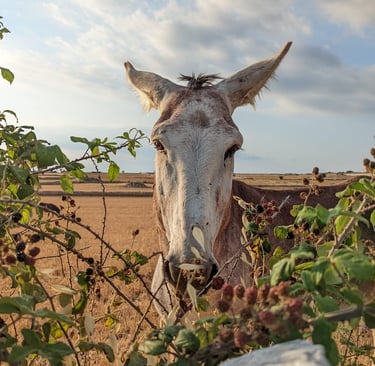 ragusa animali natura siccità cambiamenti climatici