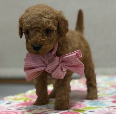 Cachorro adoptable jugando en un refugio español.