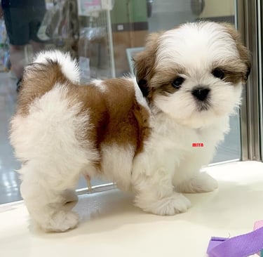 Un alegre cachorro rescatado corre por el soleado patio de un refugio en España.