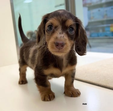 #sachichacachorrosespana