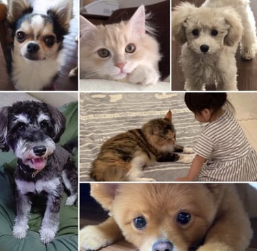 chihuahua, gatis, caniches, gati adoptado