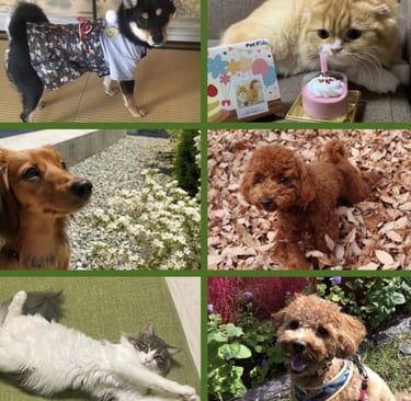 Gati, tekcel, caniches , gatis, caniches