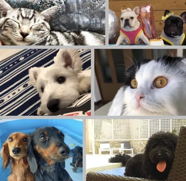 Gati, bulldog frances (macho y hembra) terrier , gati blanco, teckel, caniches