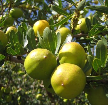 a bunch of green arganfruit on argan tree