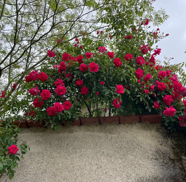 Climbing roses in May