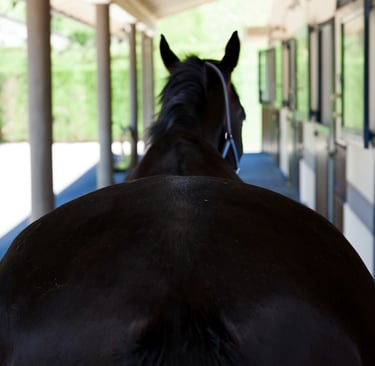 Rear view of a dark bay horse standing in a stable aisle with equestrian stalls.