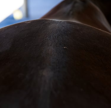 Close-up view of a dark brown horse's muscular back and spine at an equestrian stable.