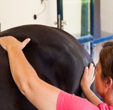 Professional equine massage therapist performing muscle therapy on a dark horse at a stable.