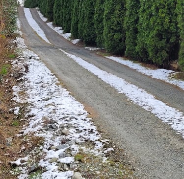 picture of gravel driveway with a small amount of snow with cedar hedges along one side