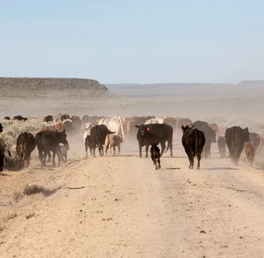 a cattle drive