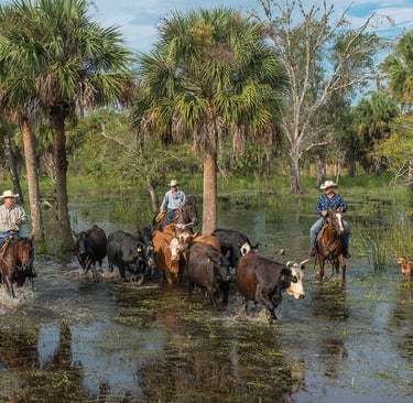 Horseback riders herd cattle on a Florida ranch.