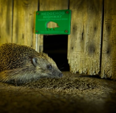 A hedgehog enters a "hedgehog highway."