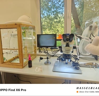 BeePolis. Apis Melifera Melifera. Black Forest Honey Bee. Native Black Bee. Artificial insemination