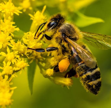 BeePolis. Apis Melifera Melifera. Black Forest Honey Bee. Native Black Bee. Irish Black Bee. Dunkle 