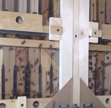 BeePolis. Transparent walls of the hive. The beehive cassette