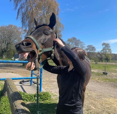 Hesteterapeut interagerer med en rolig hest som en del af dyreassisteret terapi på Bornholm