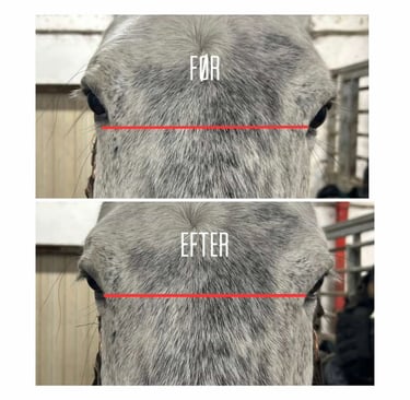 Hesteterapi bornholm